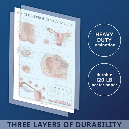 Vista 2 de Palace Learning Paquete de 2 gráficos anatómicos del sistema reproductivo masculino y femenino, juego de carteles de anatomía masculina y femenina