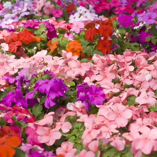 Vista 4 de Semillas de Impatiens Mixtas para Plantar - 500 Semillas de Balsamina Camellia Impatiens Semillas Anuales para Plantar