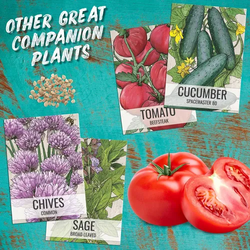 Vista 8 de Seed Needs Semillas de apio para plantar hierbas culinarias tradicionales sin OMG, 2 paquetes
