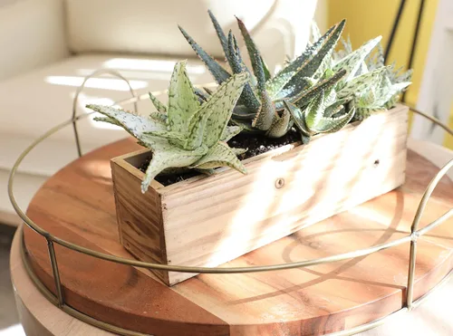 Vista 6 de Plantas suculentas de aloe vivo (paquete de 3), plantas suculentas viven en tierra para macetas, plantas suculentas en maceta, plantas vivas