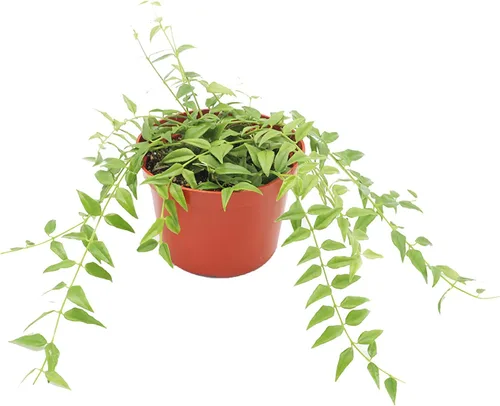 Vista 3 de Hoya Crimson Princess - 6'' de California Tropicals