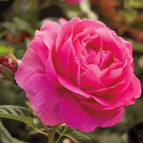 Vista 2 de Rosas de té híbridas Heirloom, Planta de raíz propia viva para jardín al aire libre, Grande Dame™, Zonas de rusticidad muy fragantes: 6-10