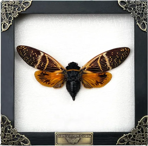 Vista 36 de 2 Real Dragonfly Specimens Shadow Box Framed Insect Display Oddities Curiosities Entomology Collection Natural History Wall Decor Gift for Nature