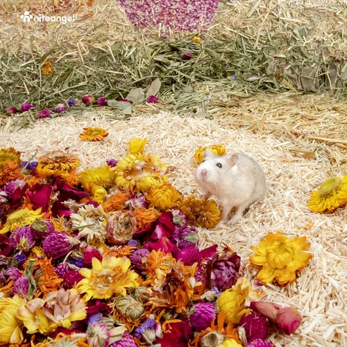 Vista 6 de Niteangel Decoración Natural de Hábitat de Cama de Flores y Hierbas - para Hámsters, Jerbos, Ratones, Lemmings, Degus u Otras Mascotas Pequeñas