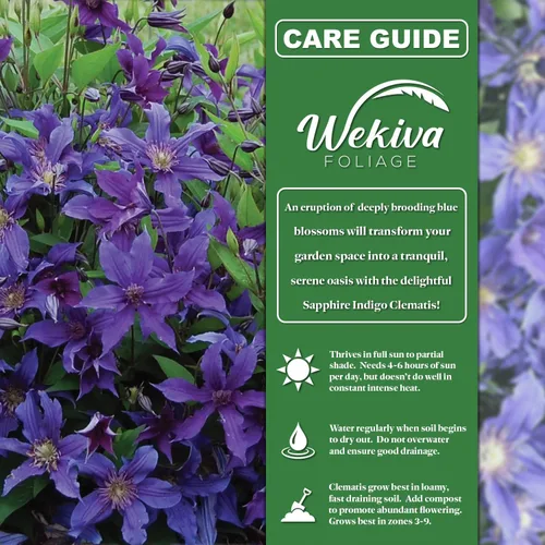 Vista 2 de Clematis Sapphire Indigo - Planta de inicio vivo en una maceta de cultivo de 2 pulgadas, plantas de inicio listas para el jardín, clemátide rara
