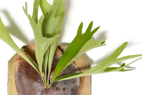 Vista 2 de Air Plant Shop Helecho cuerno de ciervo montado en una tabla de cedro - al por mayor y a granel - Live Platycerium bifurcatum - Plantas