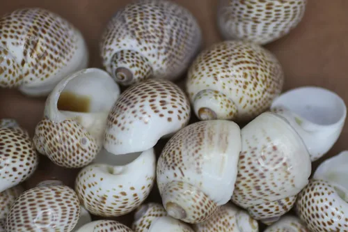 Vista 3 de Conchas marinas Natica Tigerina para cualquier proyecto de manualidades. Se venden en paquetes de 50 ~ Pequeñas, estampadas por la naturaleza y un