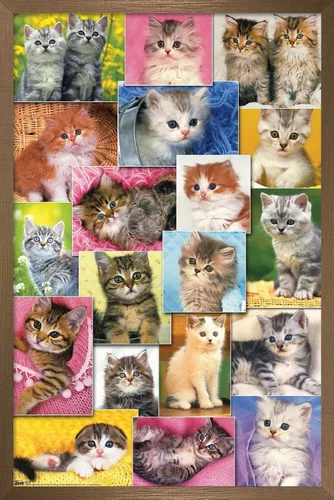 Vista 16 de Trends International Keith Kimberlin - Póster de pared de collage de gatitos, 14.725 x 22.375 pulgadas, versión enmarcada de madera de granero