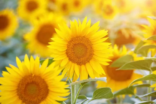 Vista 2 de 500 semillas de girasol mixtas para plantar, semillas de girasol tradicionales sin OMG de alta calidad para plantar en jardines y paisajismo, mejora