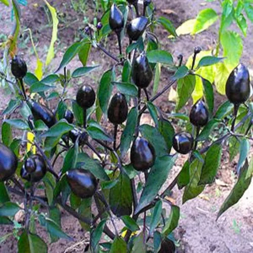 Vista 4 de CHUXAY GARDEN Semilla de pimienta ornamental de olivo negro, 10 semillas, planta anual de hierbas, plantación masiva, ideal para plantar