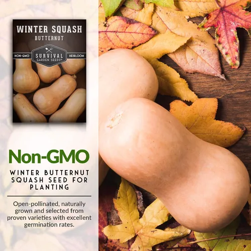 Vista 3 de Semillas de calabaza Butternut para plantar, semillas de vegetales sin OMG, alto rendimiento y cultivo fácil de cultivar para almacenamiento