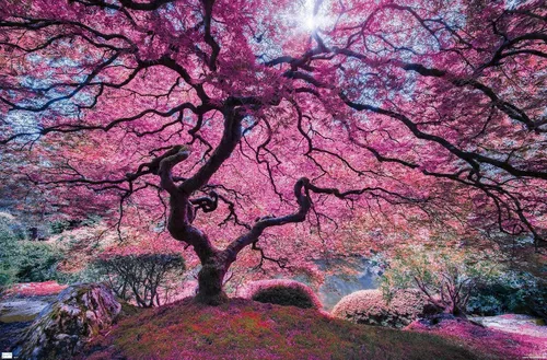 Vista 9 de Trends International Póster de pared Pink Tree 2 de Moises Levy, 22.4 pulgadas de largo x 14.7 pulgadas, versión enmarcada en madera de granero