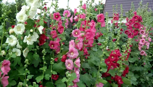 Vista 3 de Semillas Hollyhock Spring Mix Flores perennes
