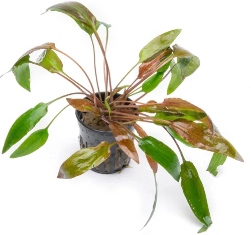 Vista 3 de SubstrateSource Cryptocoryne Plantas de acuario vivas, planta de agua dulce para acuarios, tanques de peces plantados, aptas para principiantes