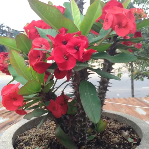Vista 3 de Red Euphorbia - Planta viva de corona de espinas, planta viva de corona de espinas, 4 unidades en maceta, planta suculenta viva para jardinería