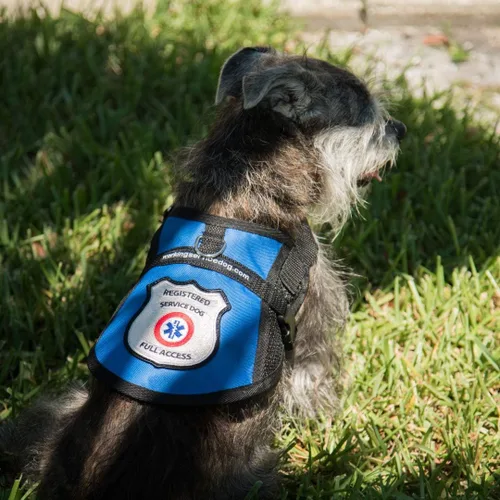 Vista 6 de Chaleco de arnés de malla para perros de servicio registrado, incluye 5 tarjetas de ley federal (circunferencia de 9-13 pulgadas, azul)