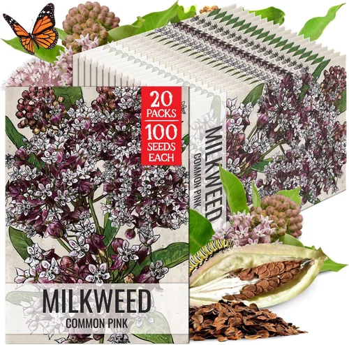 Vista 25 de Seed Needs Semillas de algodoncillo de mariposa naranja para mariposas monarca, 1 paquete