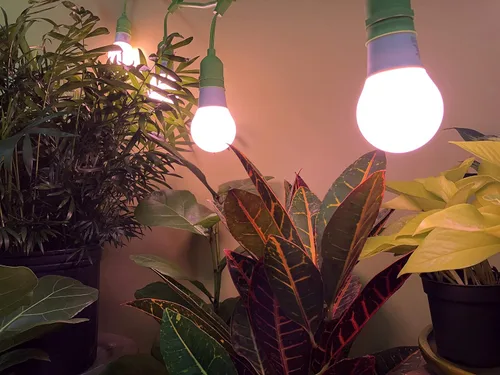 Vista 4 de Craft - Bombilla LED de espectro rojo con flor de fuego, reemplazo de 150 W