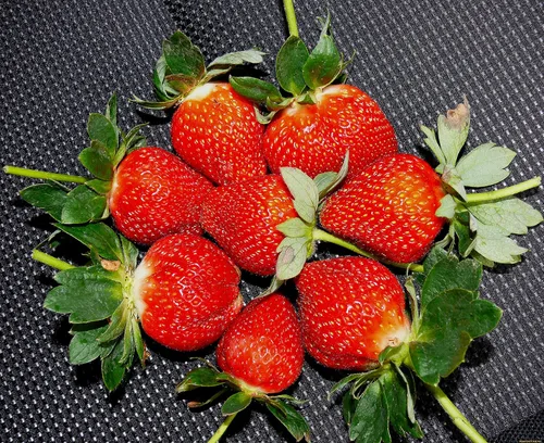 Vista 3 de Semillas Fresa Jardín Everbearing Frutas trepadoras No GMO para plantar