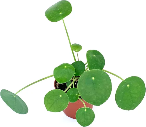 Vista 2 de Planta de dinero china Pilea Pepermomioides Planta de interior en maceta viva