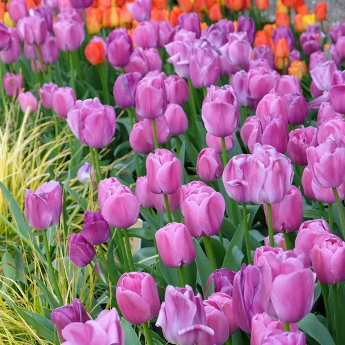 Vista 6 de Garden State Bulb Darwin Hybrid Purple Pride Tulip Flower Bulbs, 12/+ cm (bolsa de 25)