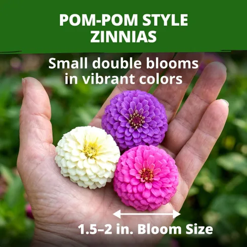 Vista 92 de HOME GROWN Semillas de Hollyhock de doble mezcla de Chater, 200 semillas