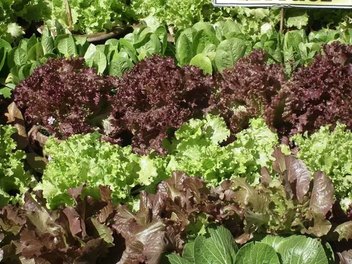 Vista 7 de Mezcla de lechuga de interior (rojo, morado, verde) Vegetales para plantar 1000 semillas sin OMG