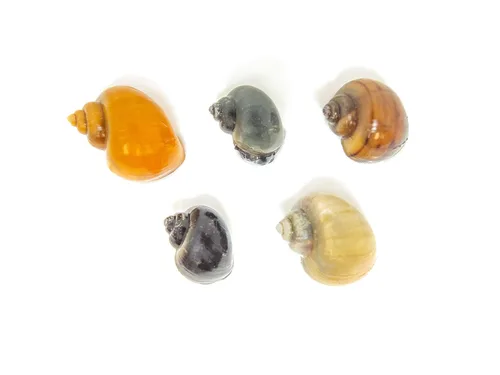 Vista 3 de Aquatic Arts Paquete de 15 caracoles misteriosos multicolor de lujo Sustrato de acuario más claro/raspador Filtro de tanque Nano Seguro