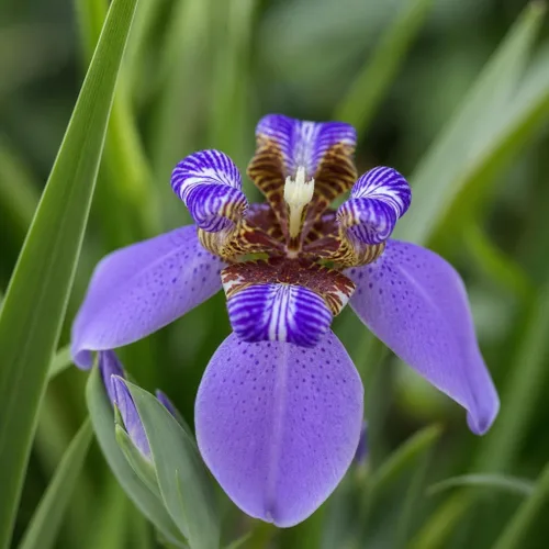 Vista 3 de Walking Iris Regina 3 plantas vivas Planta apóstol gigante Espécimen floreciente fragante exótico