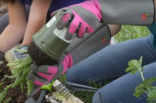 Vista 9 de G & F Products Florist Pro - Guantes de jardinería de rosa, palma de cuero sintético, protección contra espinas, manga larga