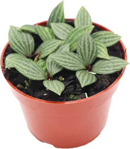 Vista 5 de Peperomia Beetle - 4'' de California Tropicals