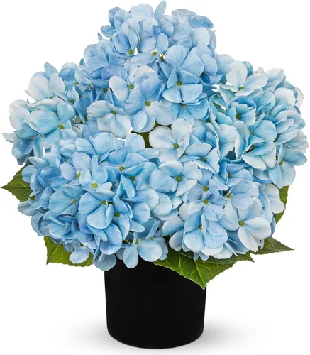 Vista 11 de Hollyone Flores artificiales de hortensias azules en maceta, flores grandes de seda de tres cabezas, arreglos florales falsos para interiores