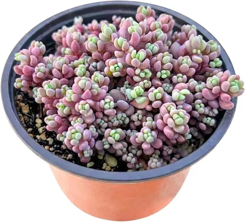 Vista 12 de Suculenta viva Sedum Adolphi 'Firestorm', 4 pulgadas, totalmente arraigada, fácil de cuidar