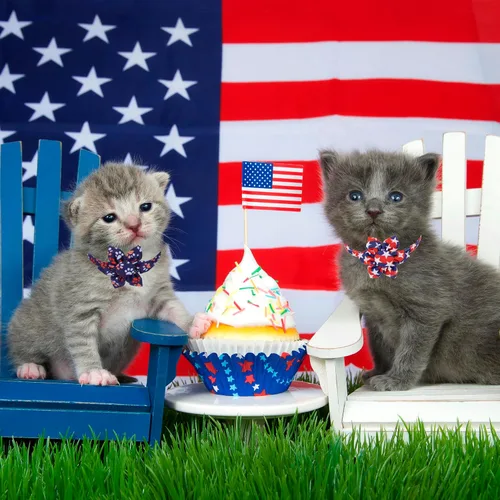 Vista 2 de ADOGGYGO Collares de gato con bandera americana con campana de flor removible, ajustables, patrón de bandera del 4 de julio en rojo y azul, collares