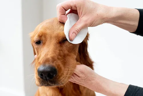 Vista 3 de pet wiz Toallitas de ojos de aloe vera para limpiar perros y gatos - Extra grandes