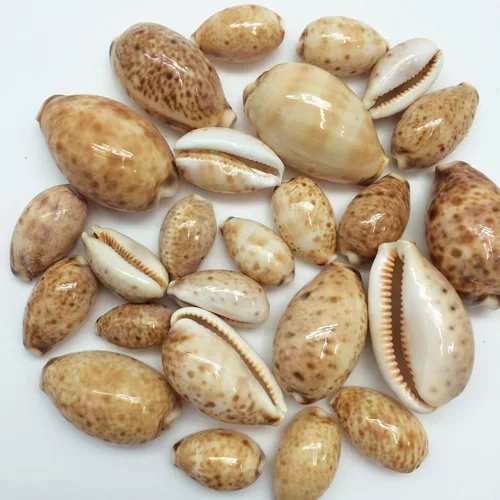 Vista 2 de PEPPERLONELY 25PC Lynx Cowry Sea Shells, 3/4 pulgadas ~ 1-1/2 pulgadas
