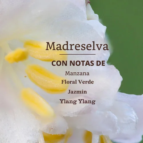 Vista 3 de Mrs. Meyer's Clean Day - Recambio de jabón líquido para manos, madreselva, 33 onzas
