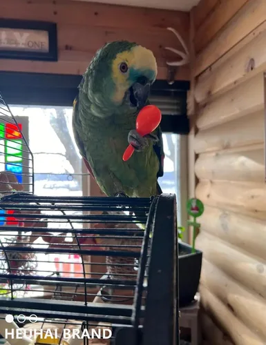 Vista 6 de Juego de 23 piezas de juguete para pájaros con campanas de larga