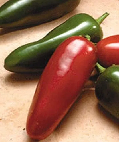 Vista 5 de El Jefe Hybrid - Semillas de pimiento Jalapeño picante - Muy Fruta (10 - Semillas)