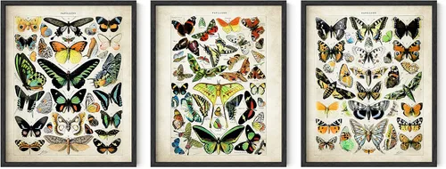 Vista 28 de HAUS AND HUES Juego de 3 pósteres vintage de mariposa, arte de pared, impresiones botánicas para estética de habitación, imágenes