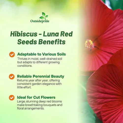 Vista 3 de Outsidepride Luna Red Hibiscus Seeds - 10 semillas de flores perennes para plantar aptas para polinizadores, flores grandes y elegantes con follaje
