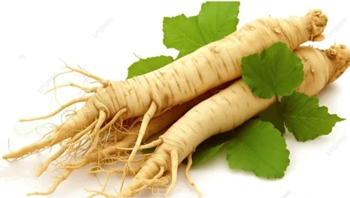 Vista 2 de 50 Semillas Ginseng Americano Semillas Preciosos Materiales Medicinales Ginseng Salvaje