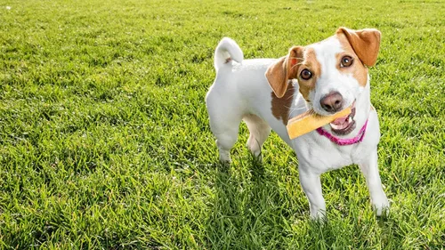 Vista 6 de peaksNpaws Yak Cheese - Masticables para perros del Himalaya, con alto contenido de proteínas, golosinas naturales para perros pequeños, sin