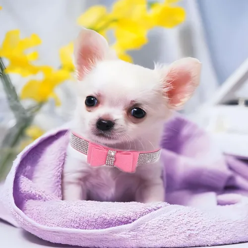 Vista 2 de Collar de perro con diamantes de imitación y lazo ajustable para mascotas, talla XXS, XS, tamaño pequeño, mediano y grande, color rosa, talla XX S