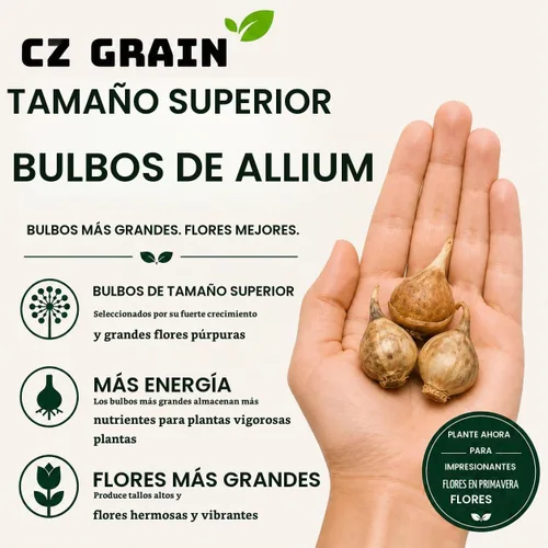 Vista 3 de 10 bulbos de Allium Purple Sensation Flores de globo moradas Bombillas