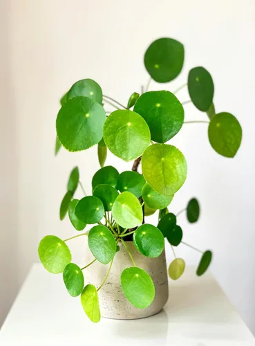 Vista 2 de Planta de dinero chino Pilea Peperomioides de 5 a 9 pulgadas Planta OVNI Planta de panqueques de hoja redonda para decoración moderna