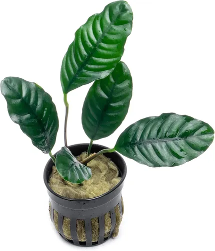 Vista 38 de SubstrateSource Plantas vivas – Anubias Hastifolia (Anubias hastifolia) – Luz baja a moderada, hojas en forma de flecha de color verde medio a