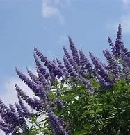 Vista 2 de Árbol Casto Lila - Vitex Agnus-castus -10 Semillas