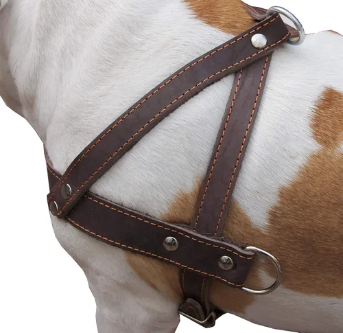 Vista 3 de Perro Arnés Pulling Walking de piel color café grande. 31"-35" Pecho, 1.5" tirantes anchos