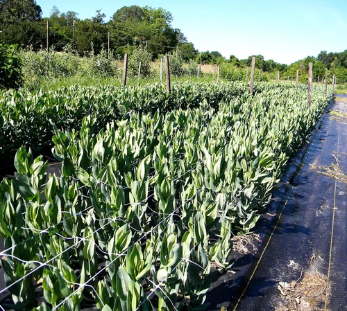 Vista 4 de TENAX 1A150281 Hortonova Plant Trellis Network, 48" x 1,000' Blanco